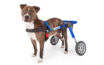 Help your differently able pets walk with walkin wheels